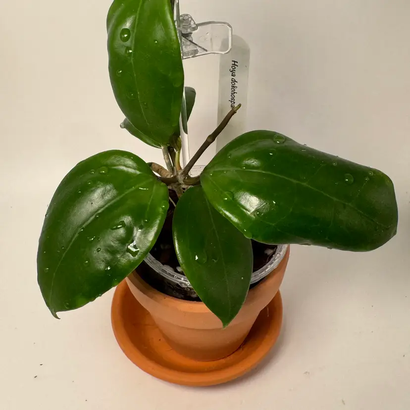 H. dolichosparte