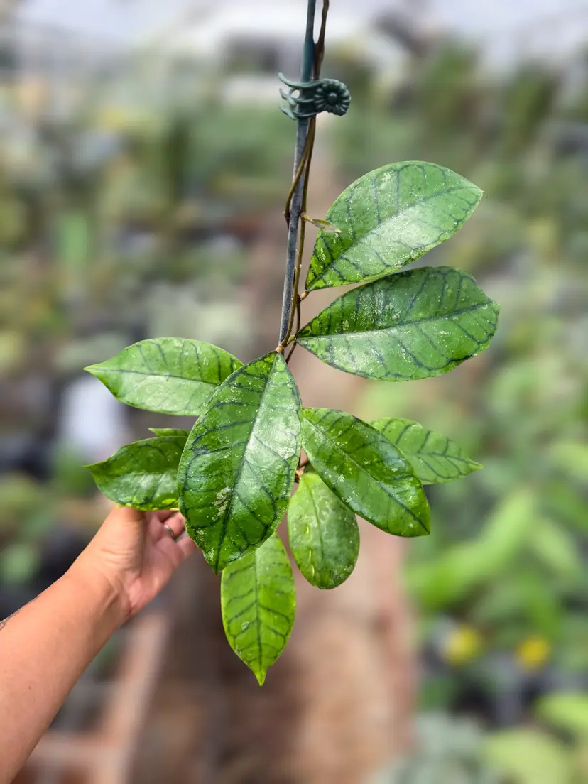 PS0925 - Hoya callistophylla (Aceh)