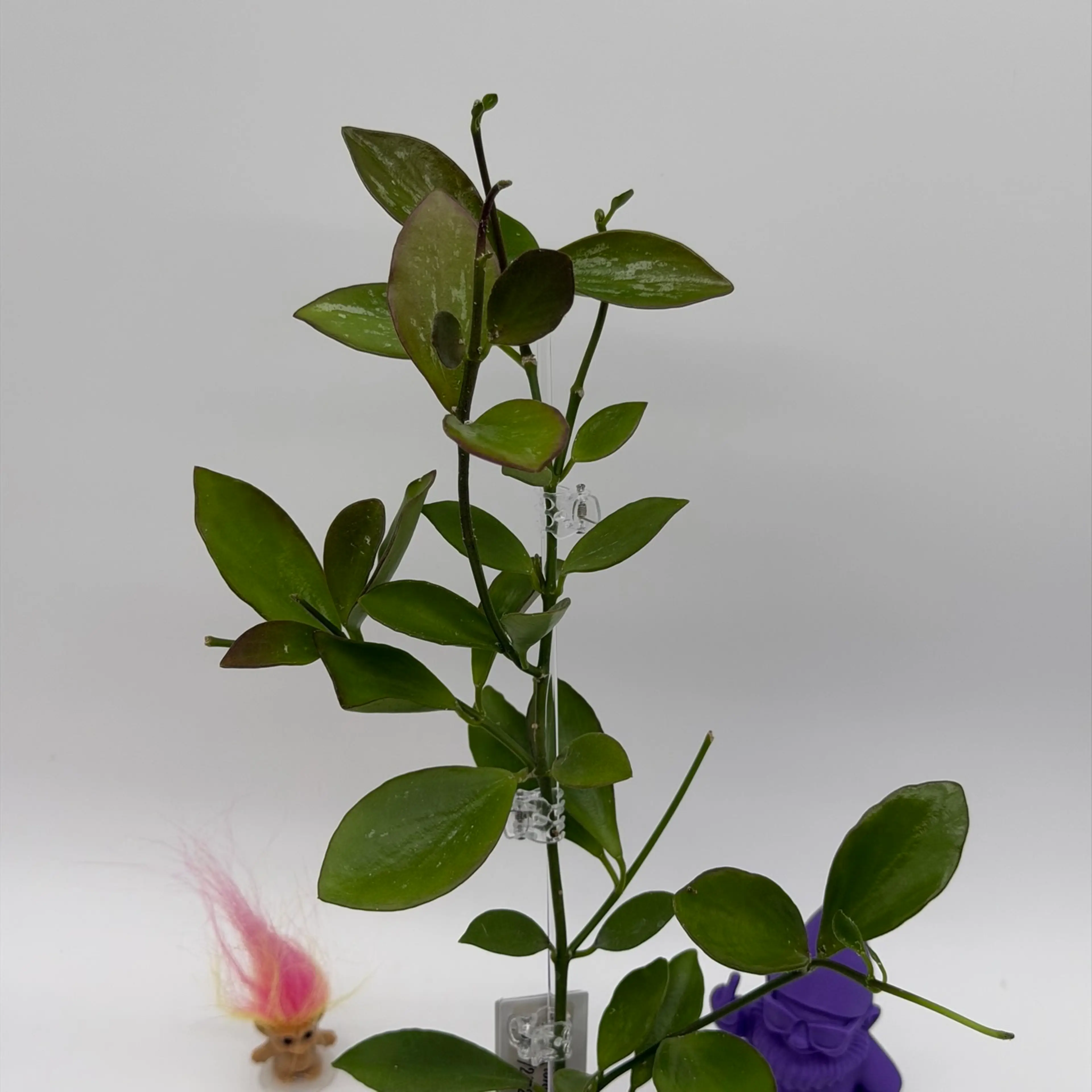 Image 2 of 2