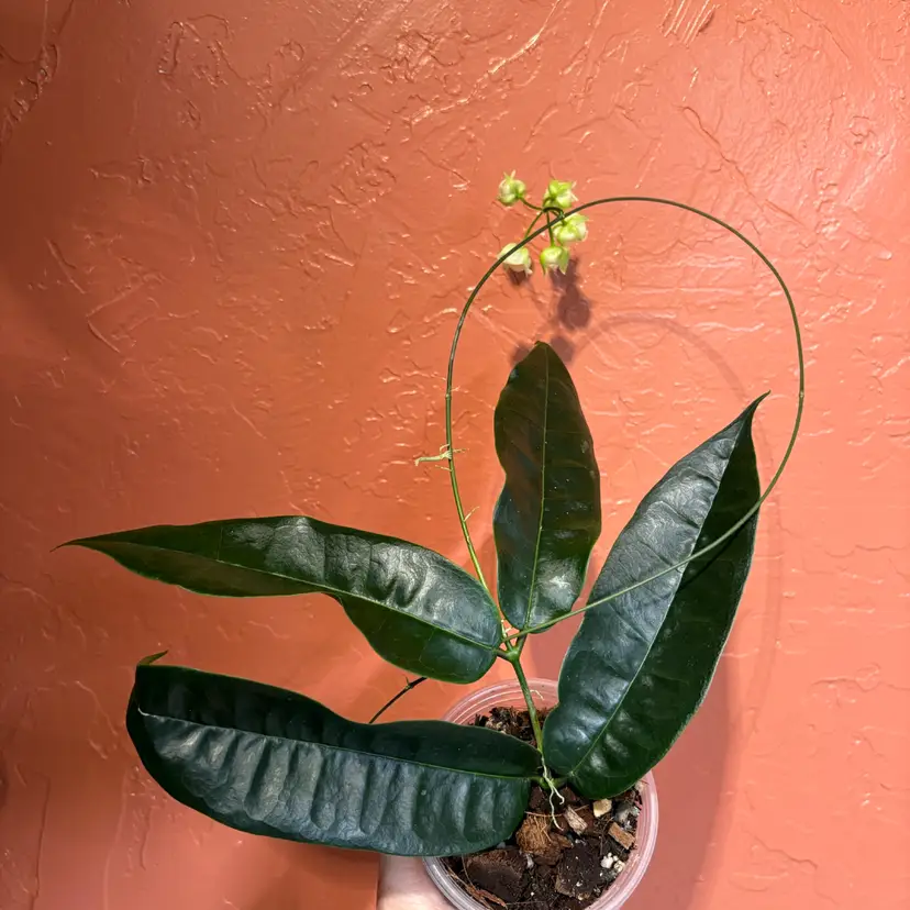 Hoya surisana (blooming! 😍)