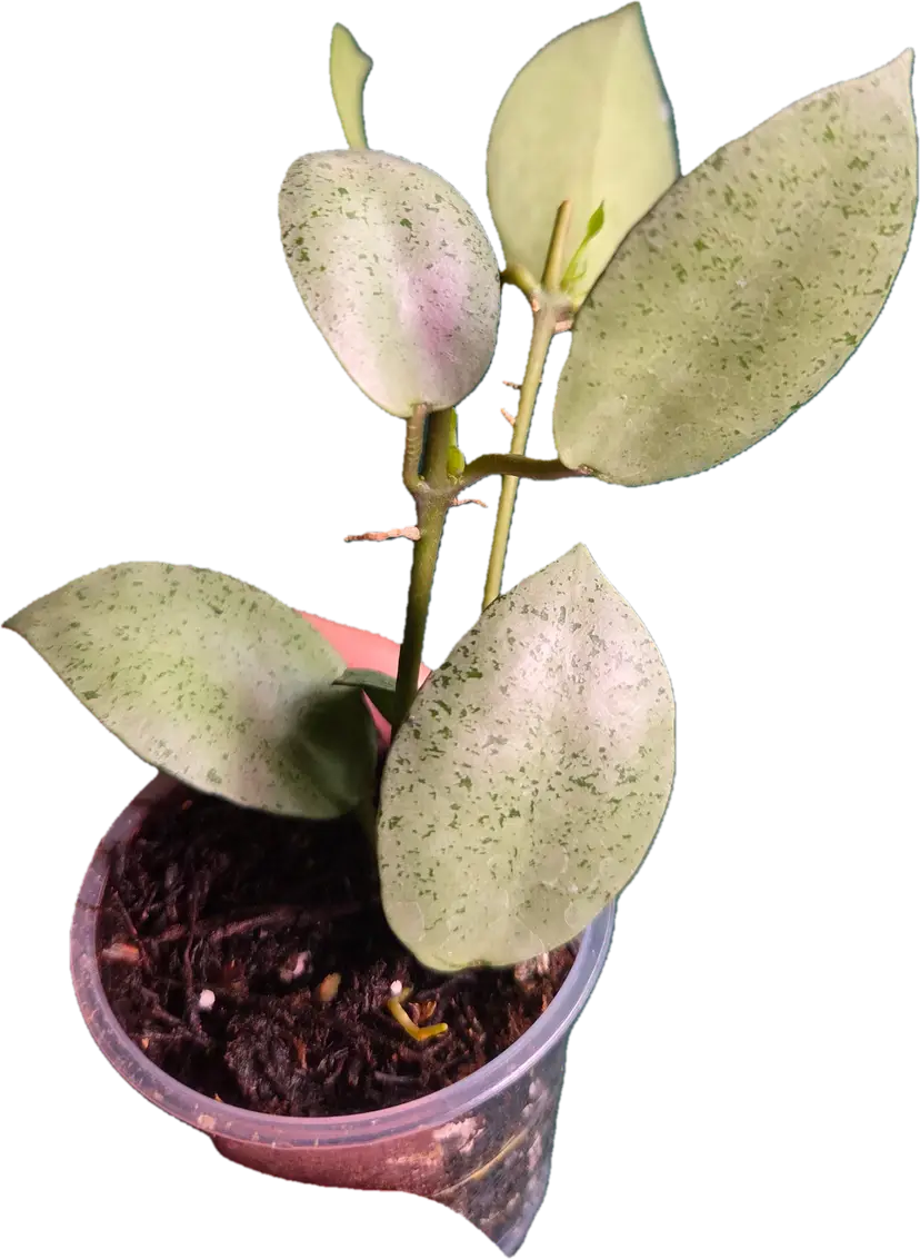 Hoya lacunosa Mint Coin