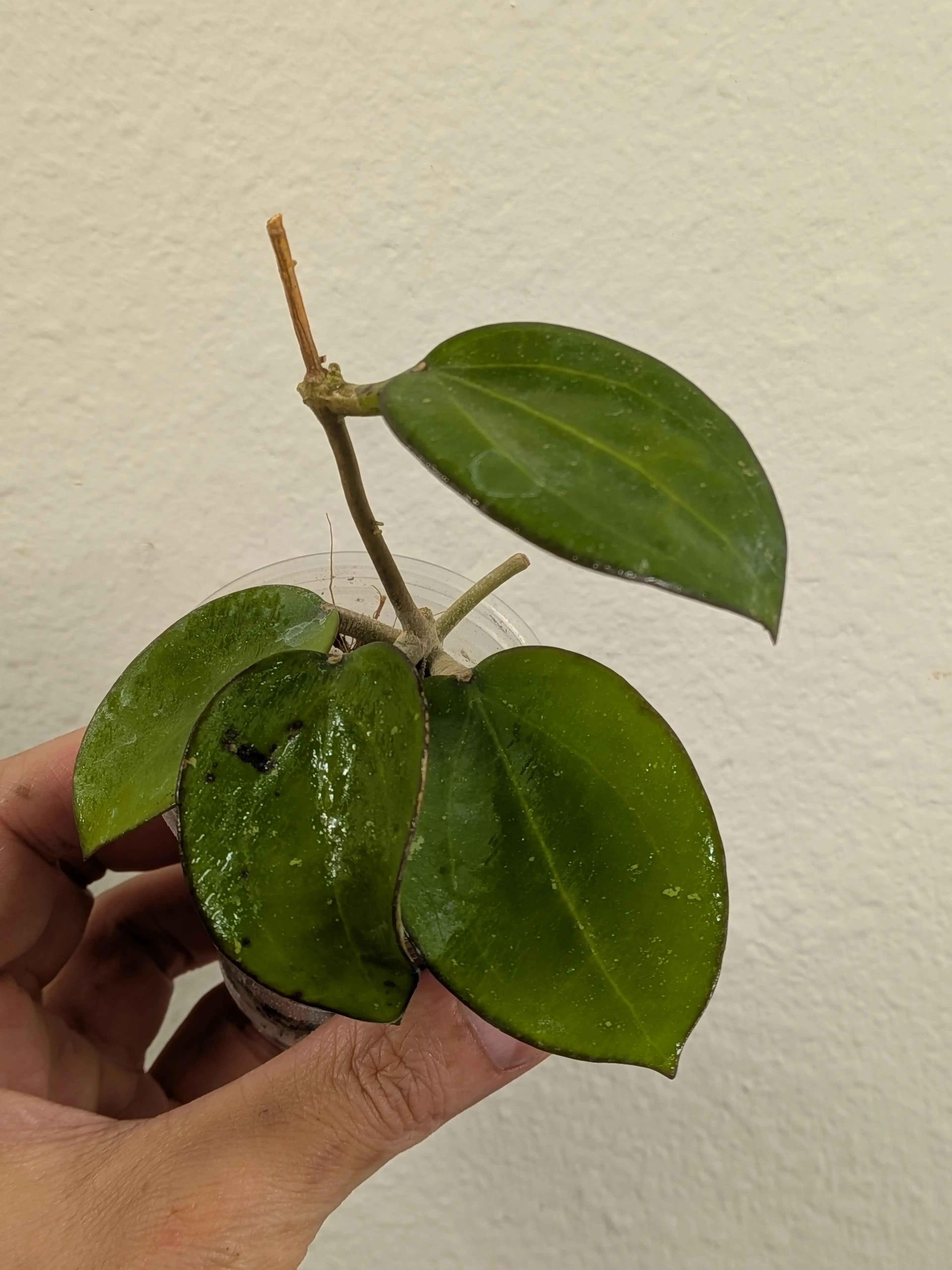 Image 2 of 3