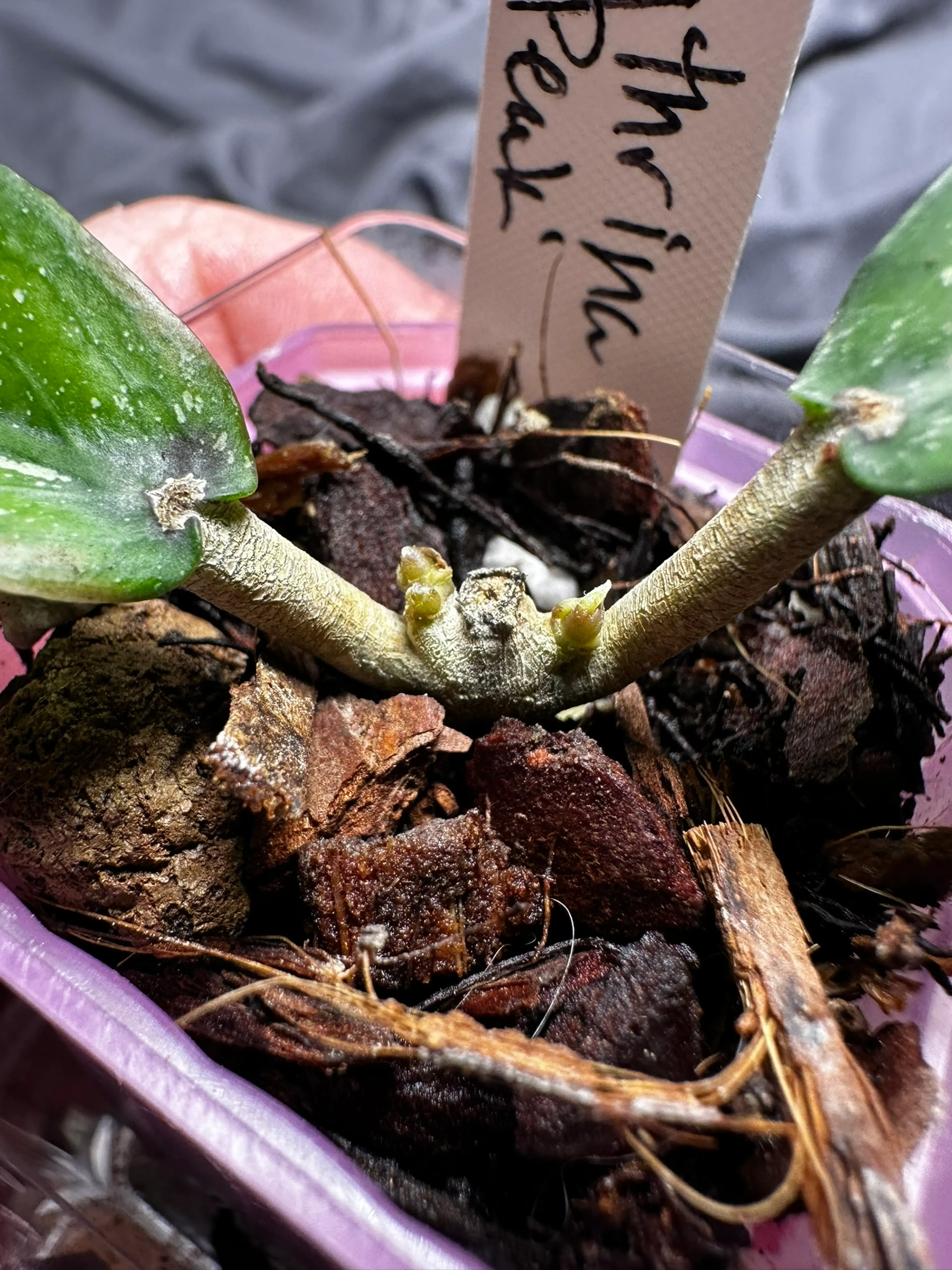 Image 2 of 2