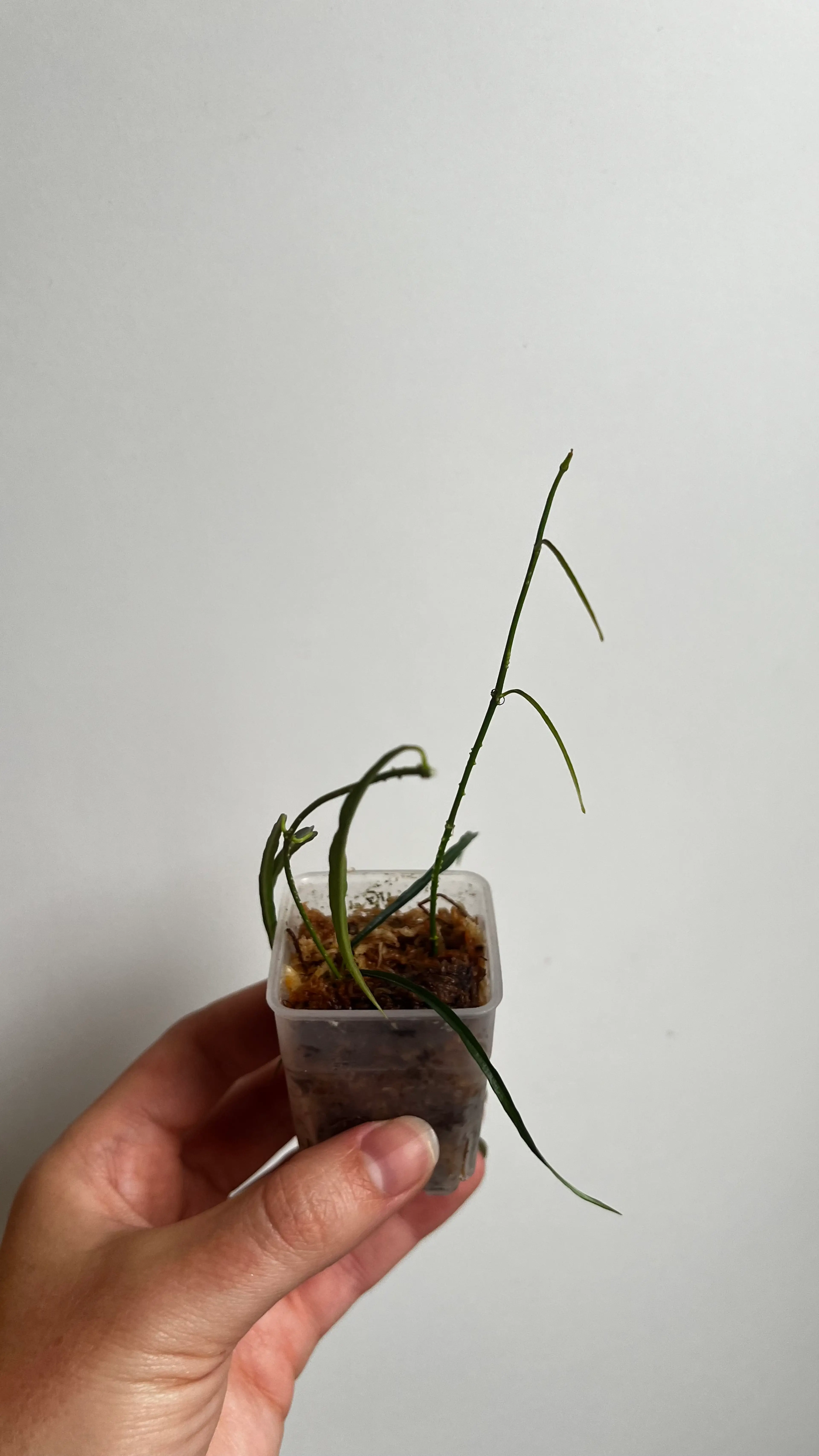 Image 2 of 2