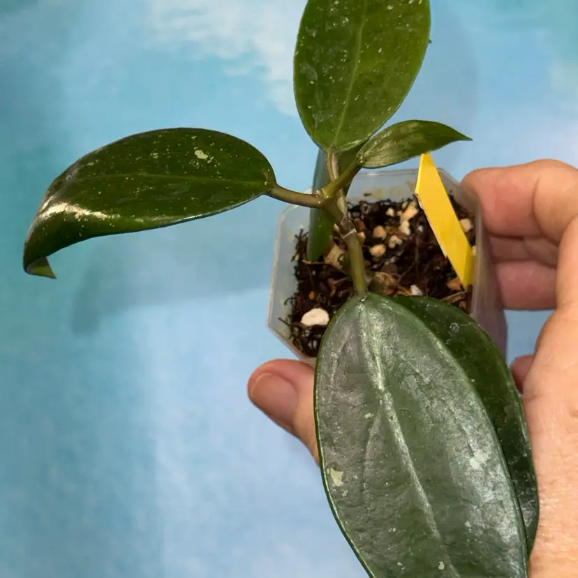 83 Hoya sweet scent x Hoya UT 039