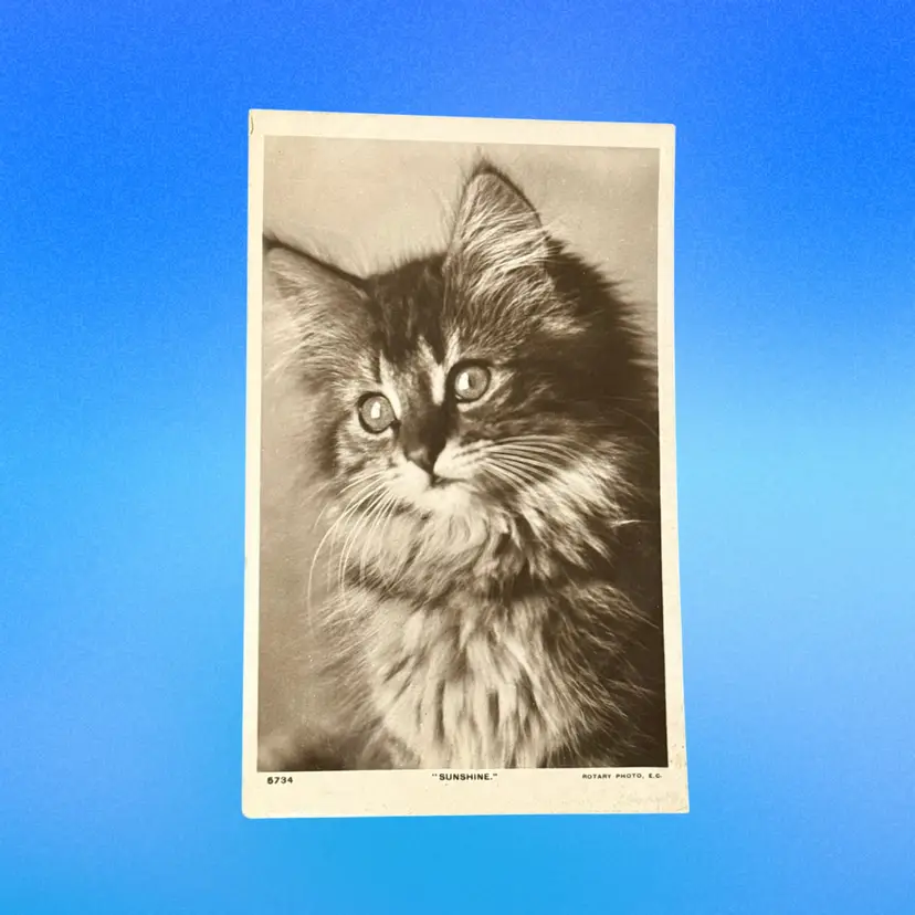 Antique Fluffy Kitten “Sunshine” RPPC Style Rotary Photo (#5734) England DB Postcard, Unused