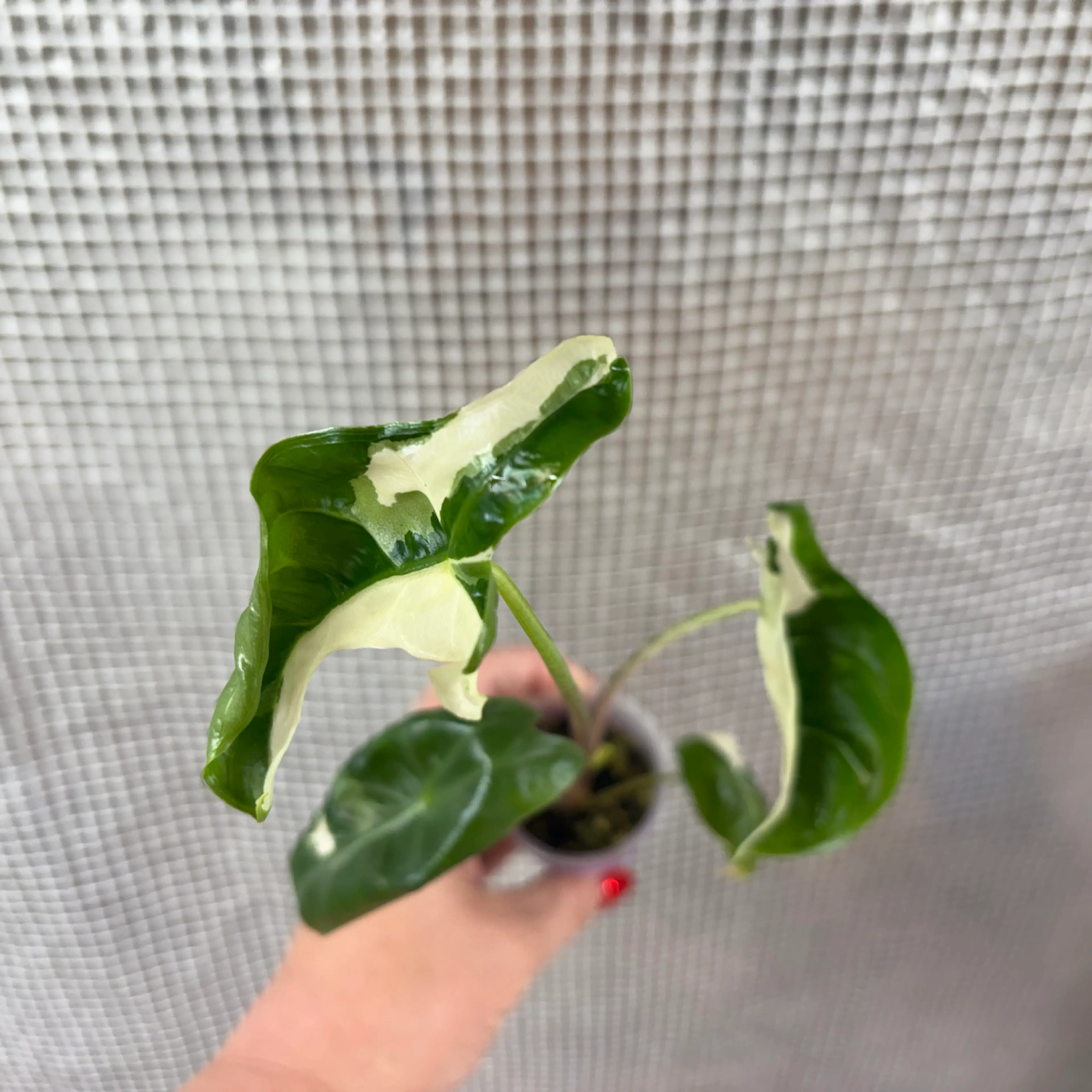 Image 1 of 5