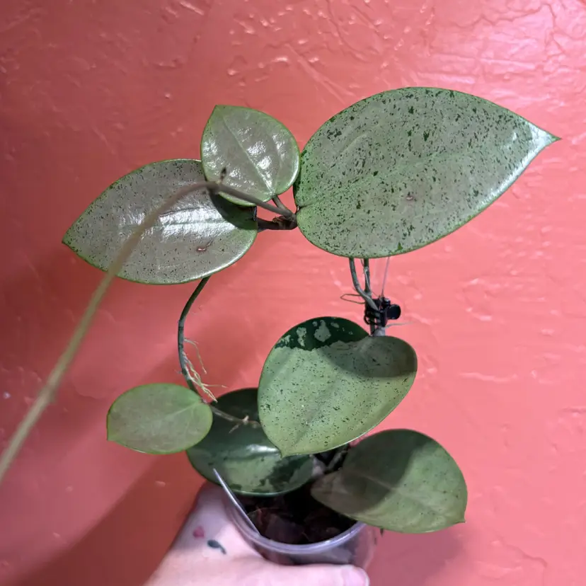 Hoya verticallata (silver)