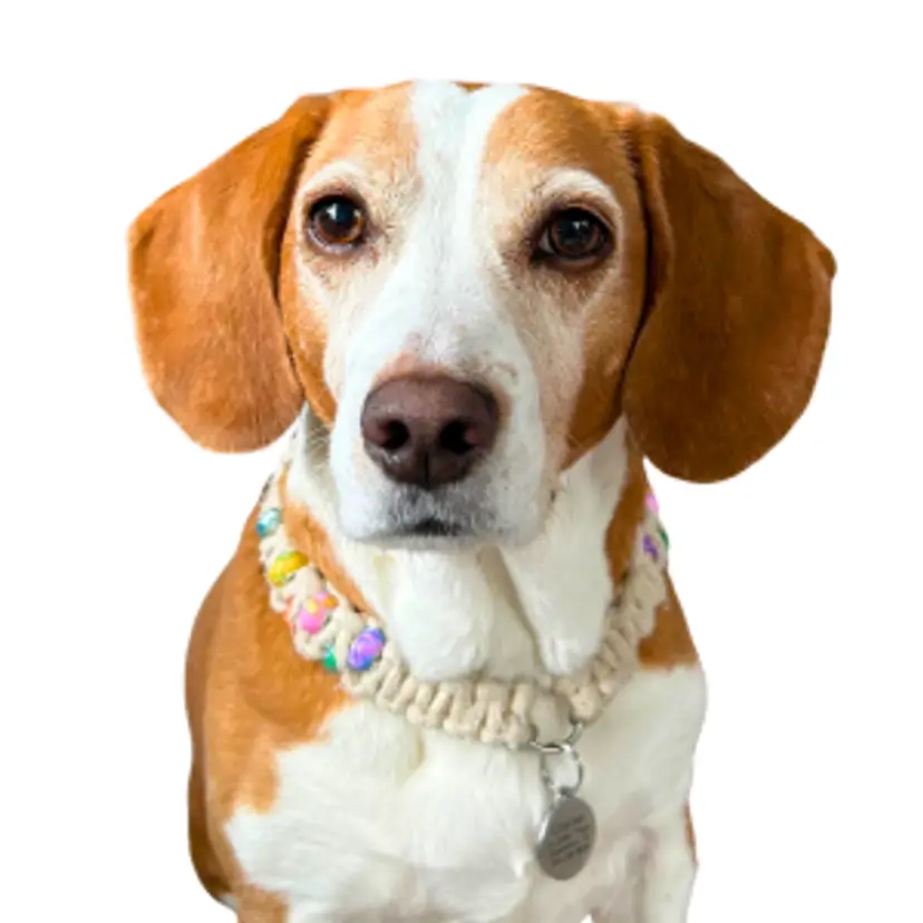 Charlee Girl — CEO & Chief Treat Inspector of The Trinketry