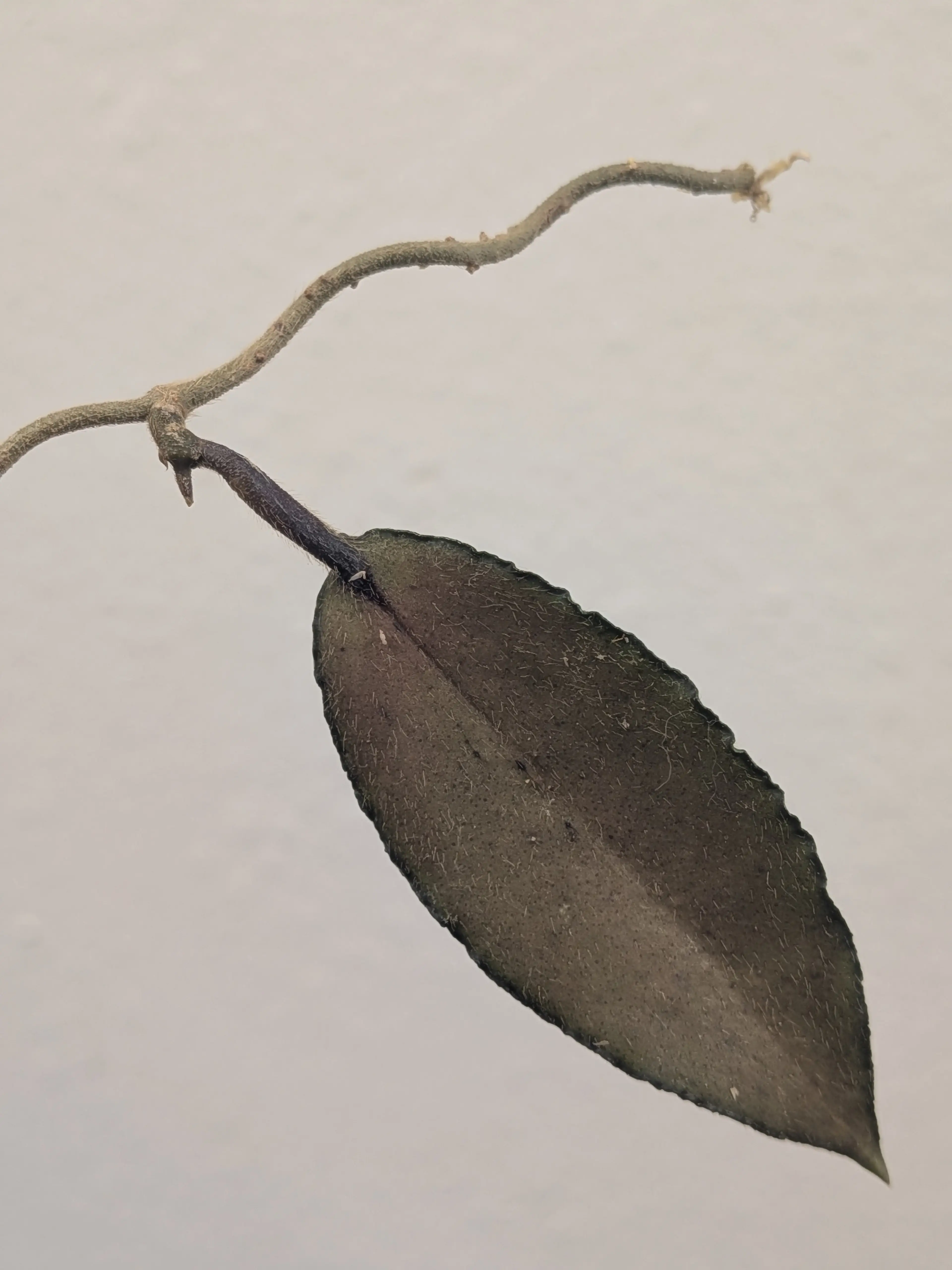 Image 2 of 2