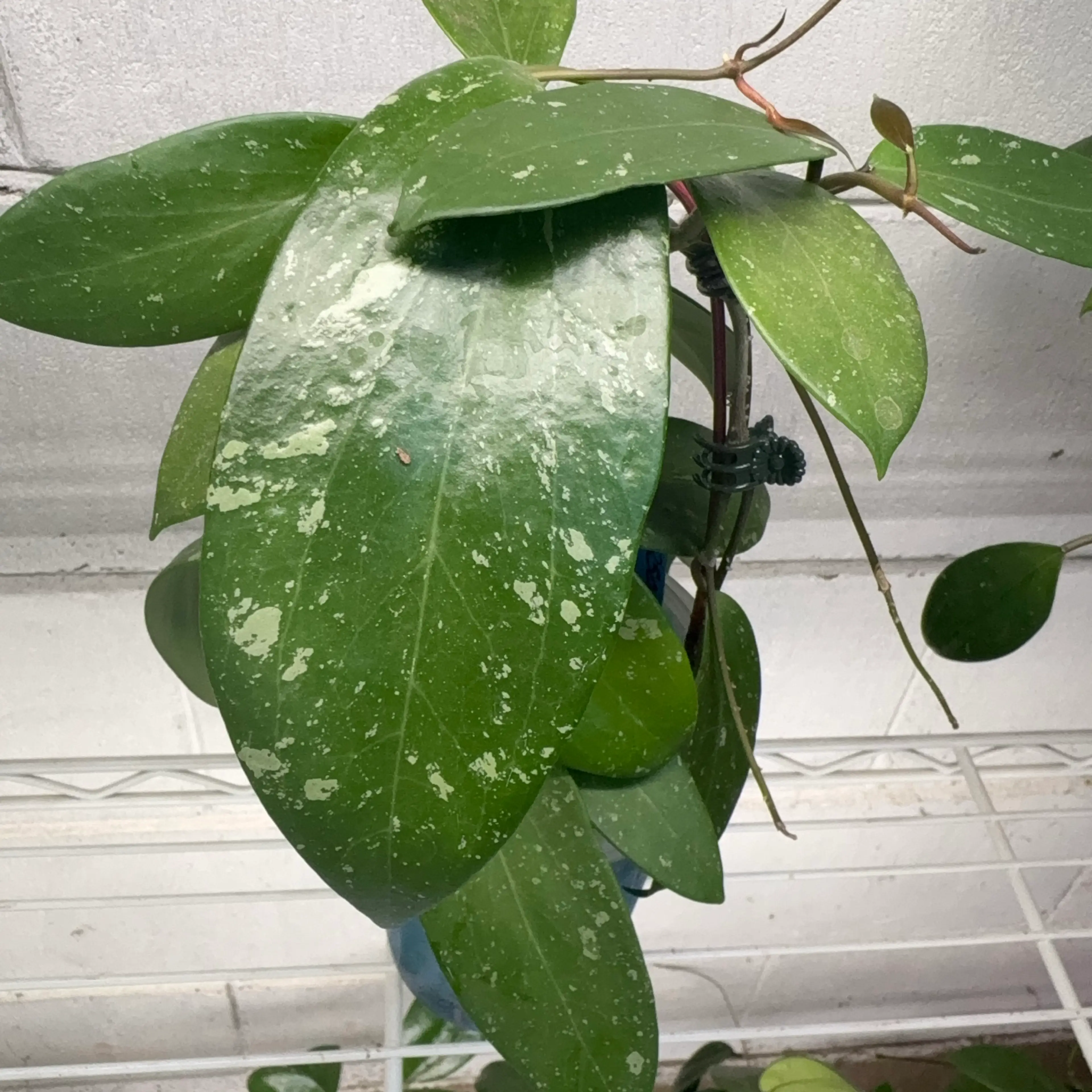 Image 2 of 3
