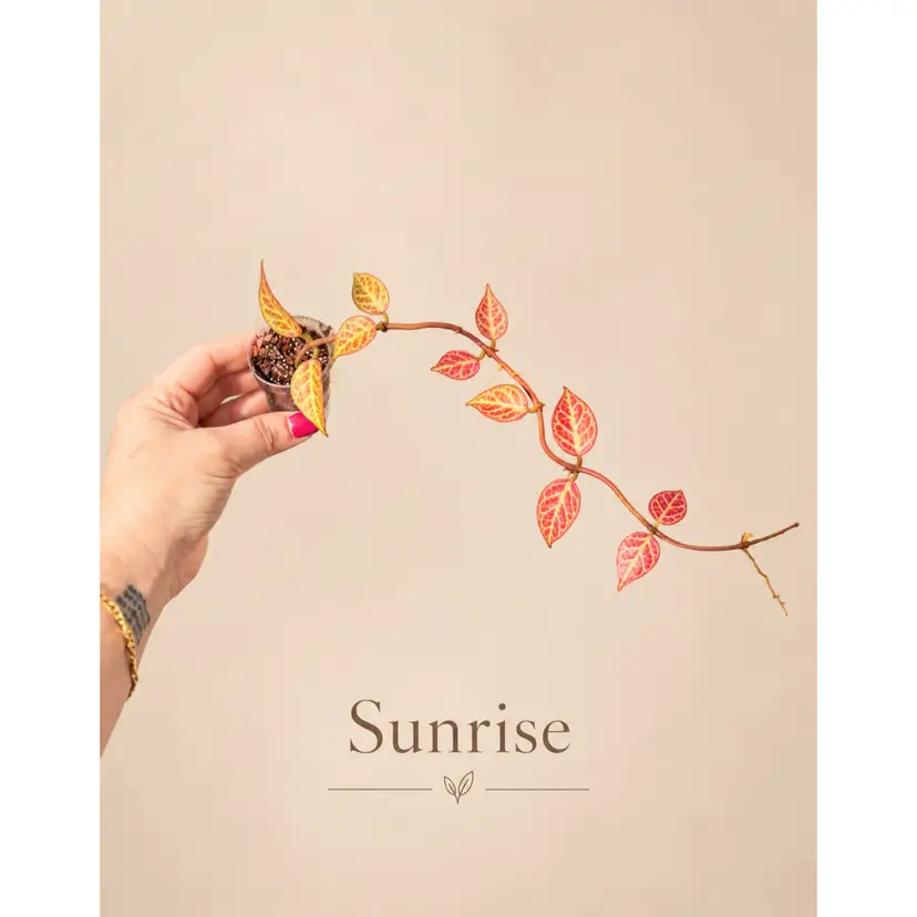 BNE.      Sunrise (sun stressed)