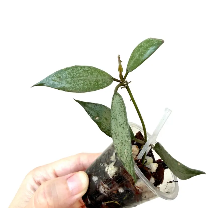 Hoya Lacunosa ‘silver’
