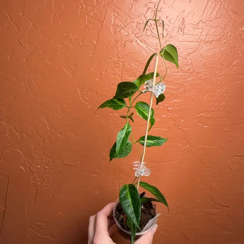 Hoya dennisii frida
