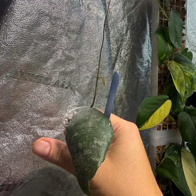 #58 H. caudata (Sumatra)