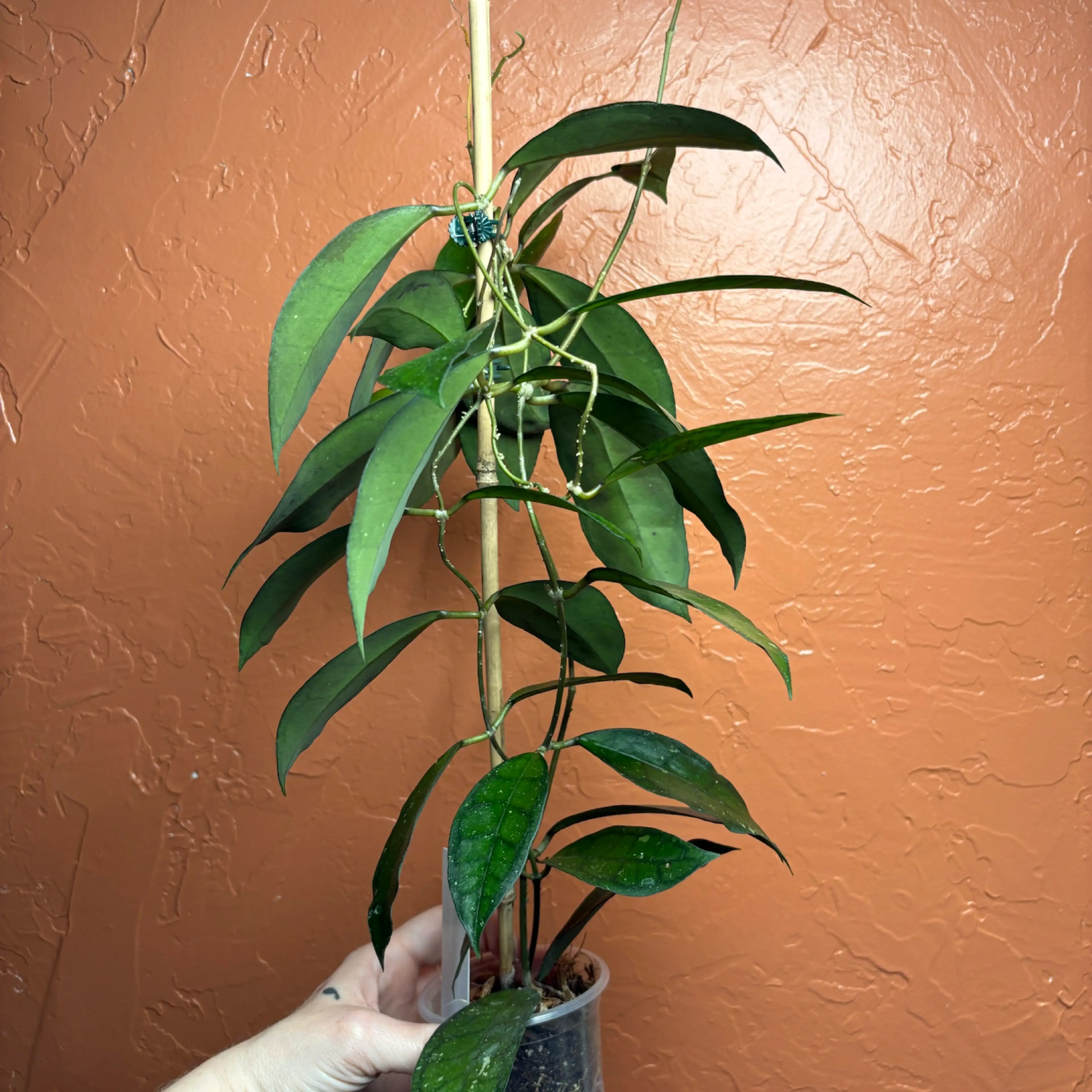 Image 4 of 5