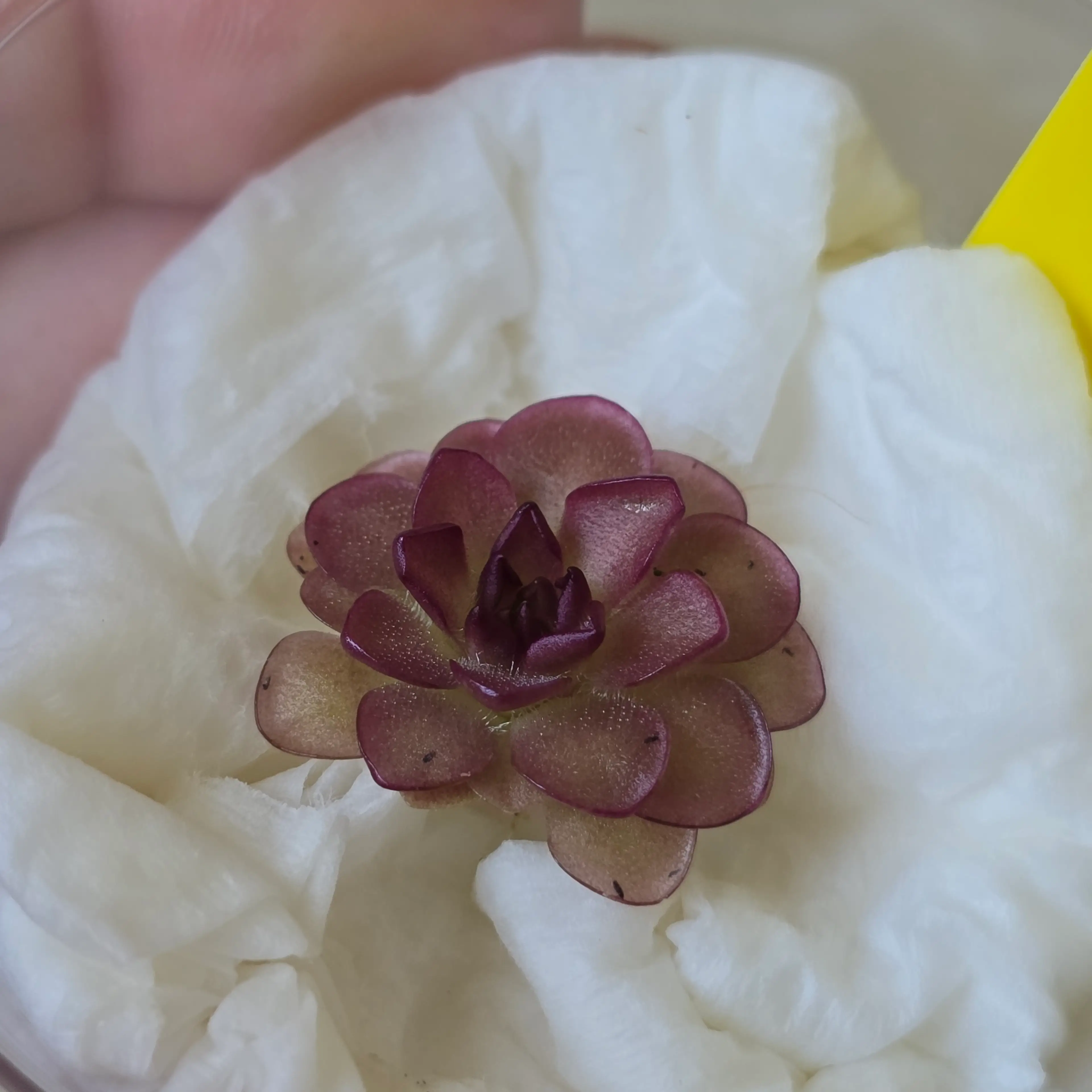 Image 2 of 5