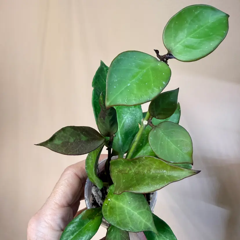 Hoya sunrise