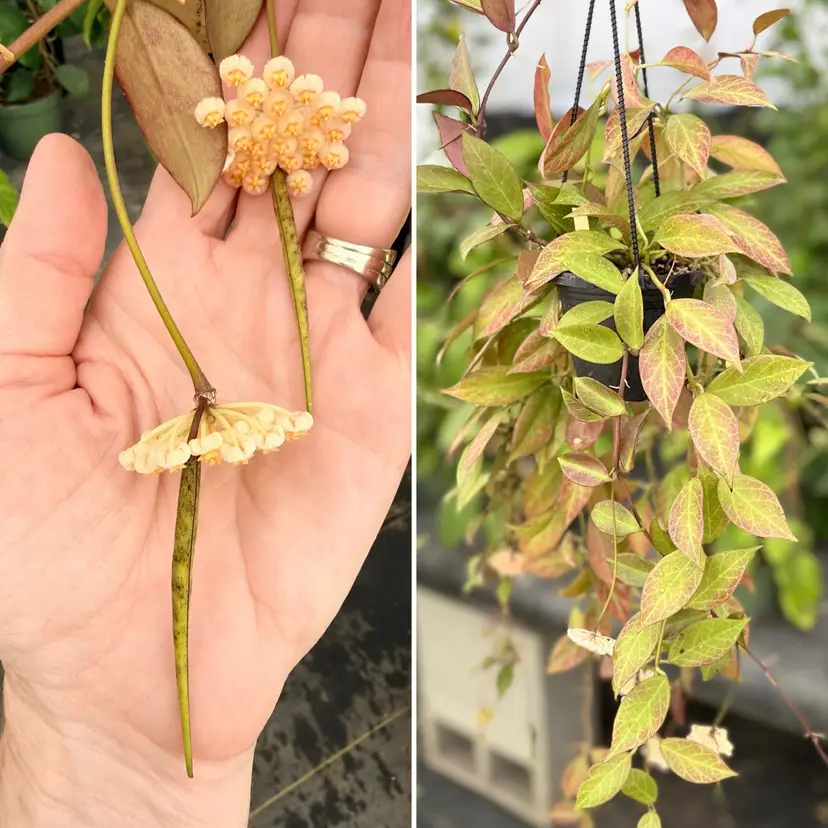 🌱 Hoya ‘Sunrise’ x unk. (10 seeds) 🌱