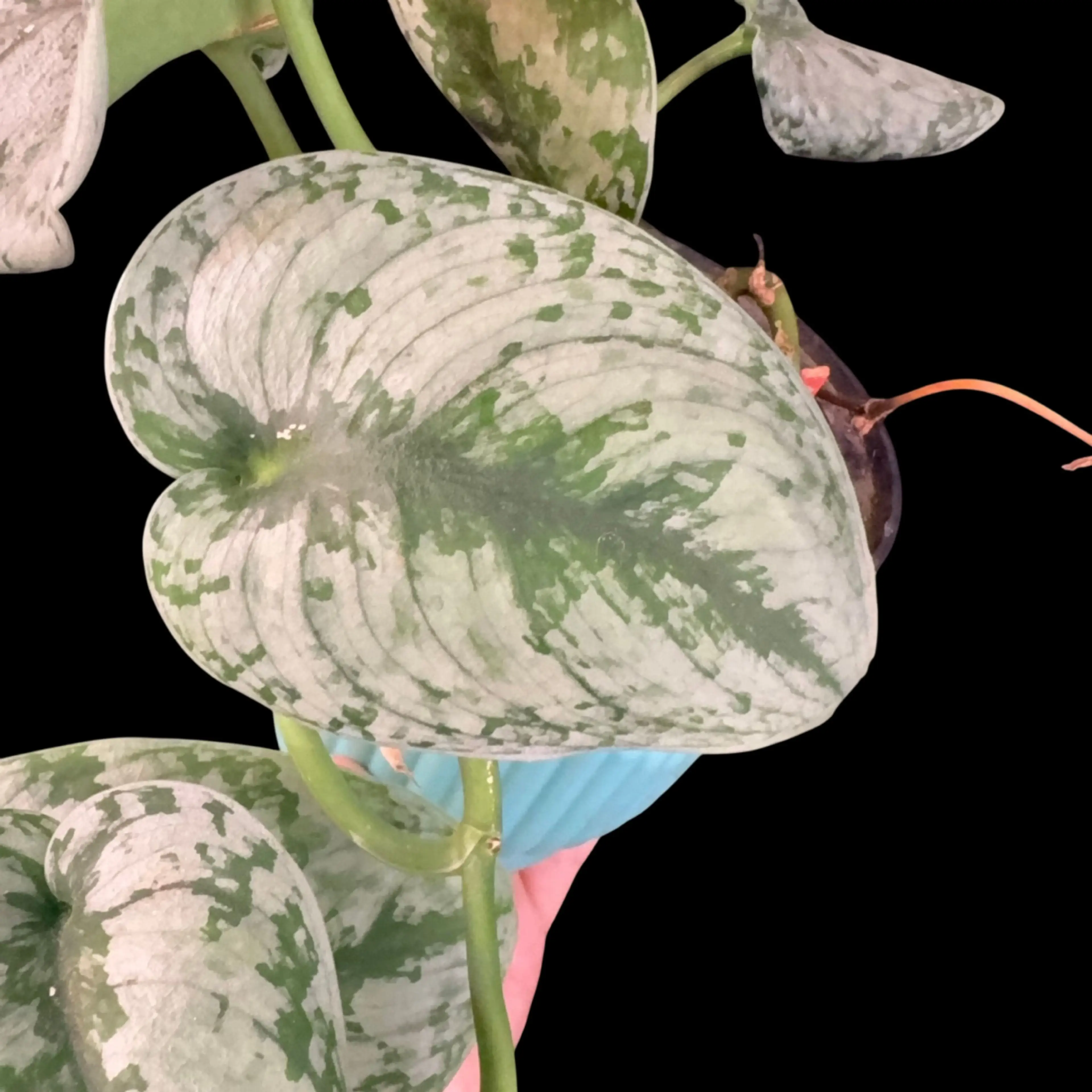 Image 2 of 2
