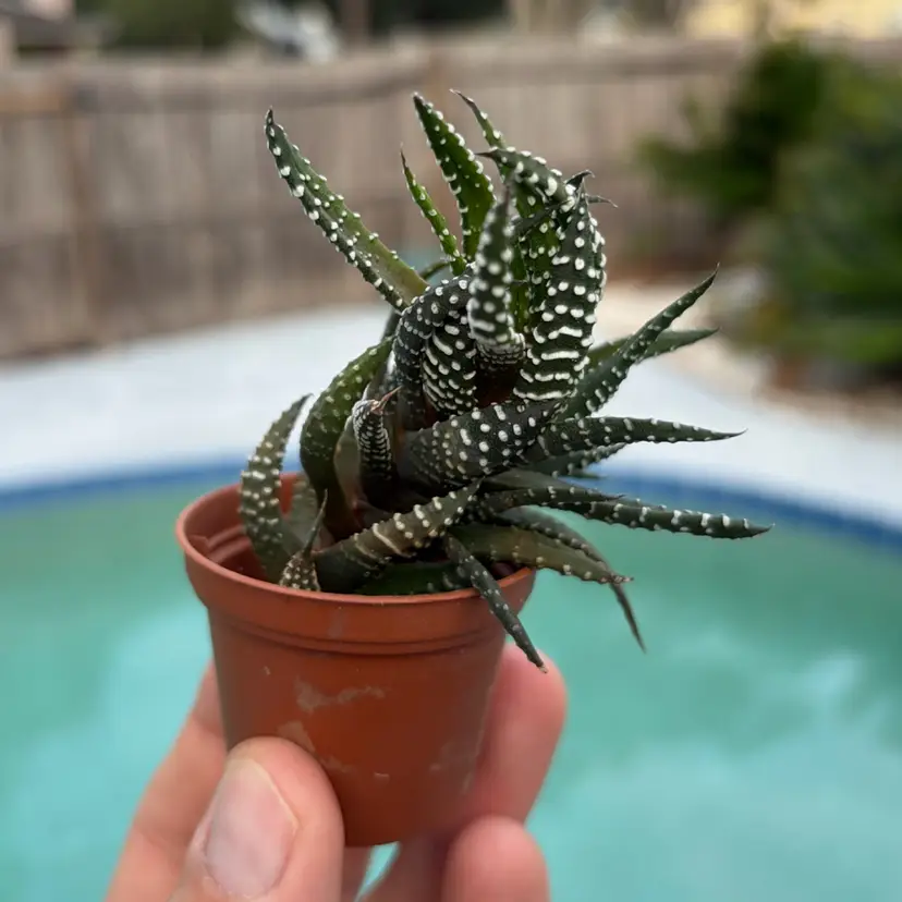 Haworthia