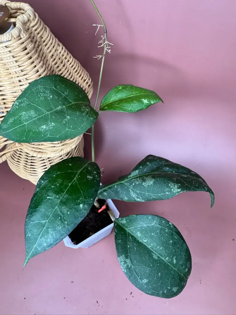 76 Verticillata sp Wayang