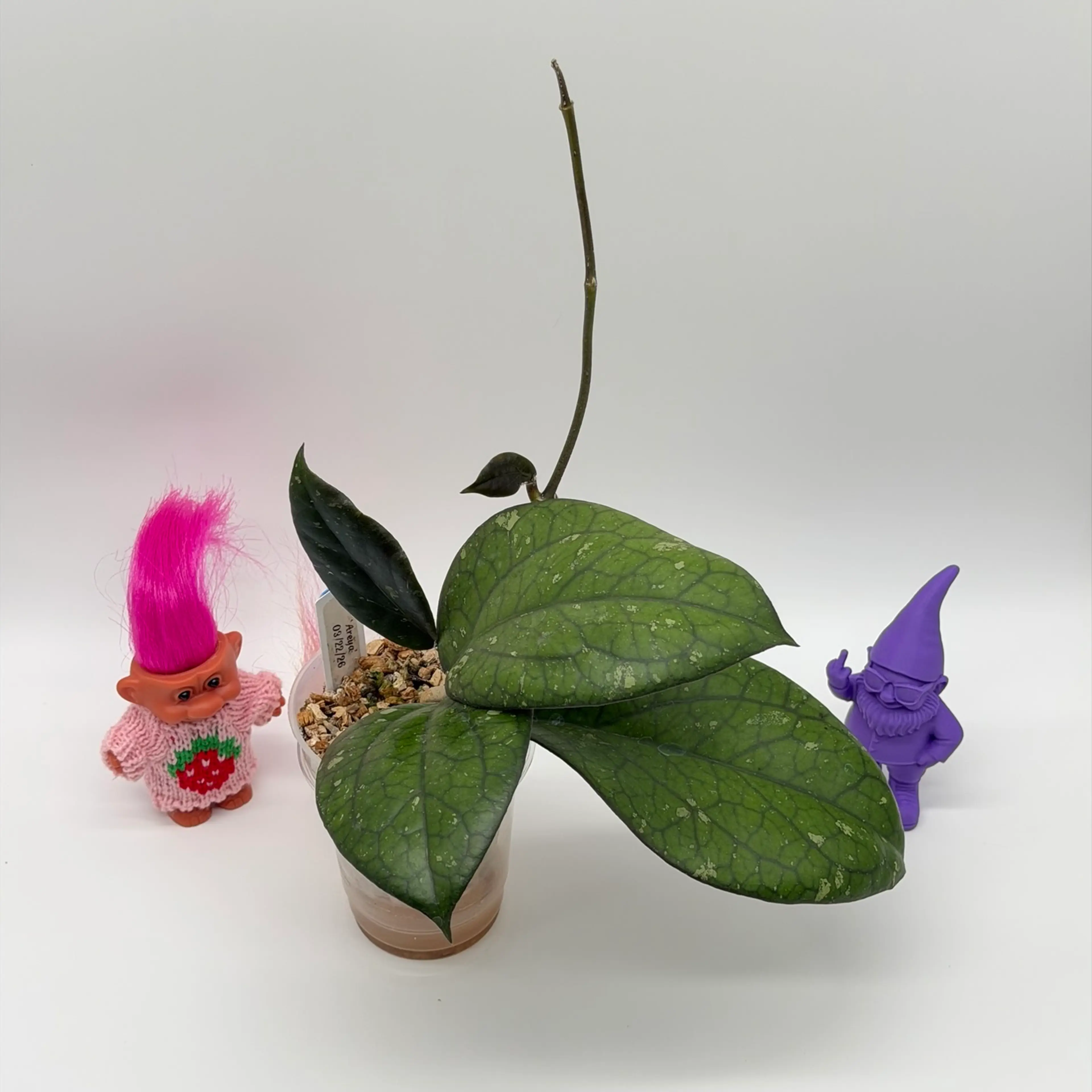 Image 2 of 3