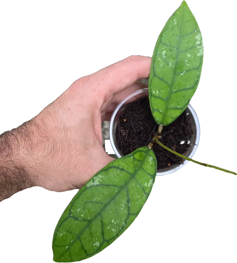 Hoya Callistophylla splash AH004