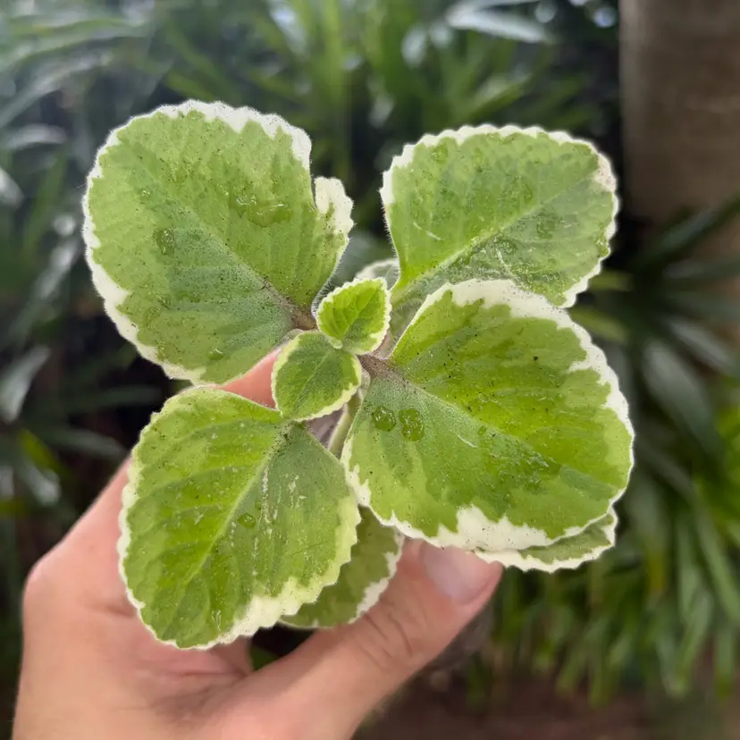 Variegated Cuban Oregano
