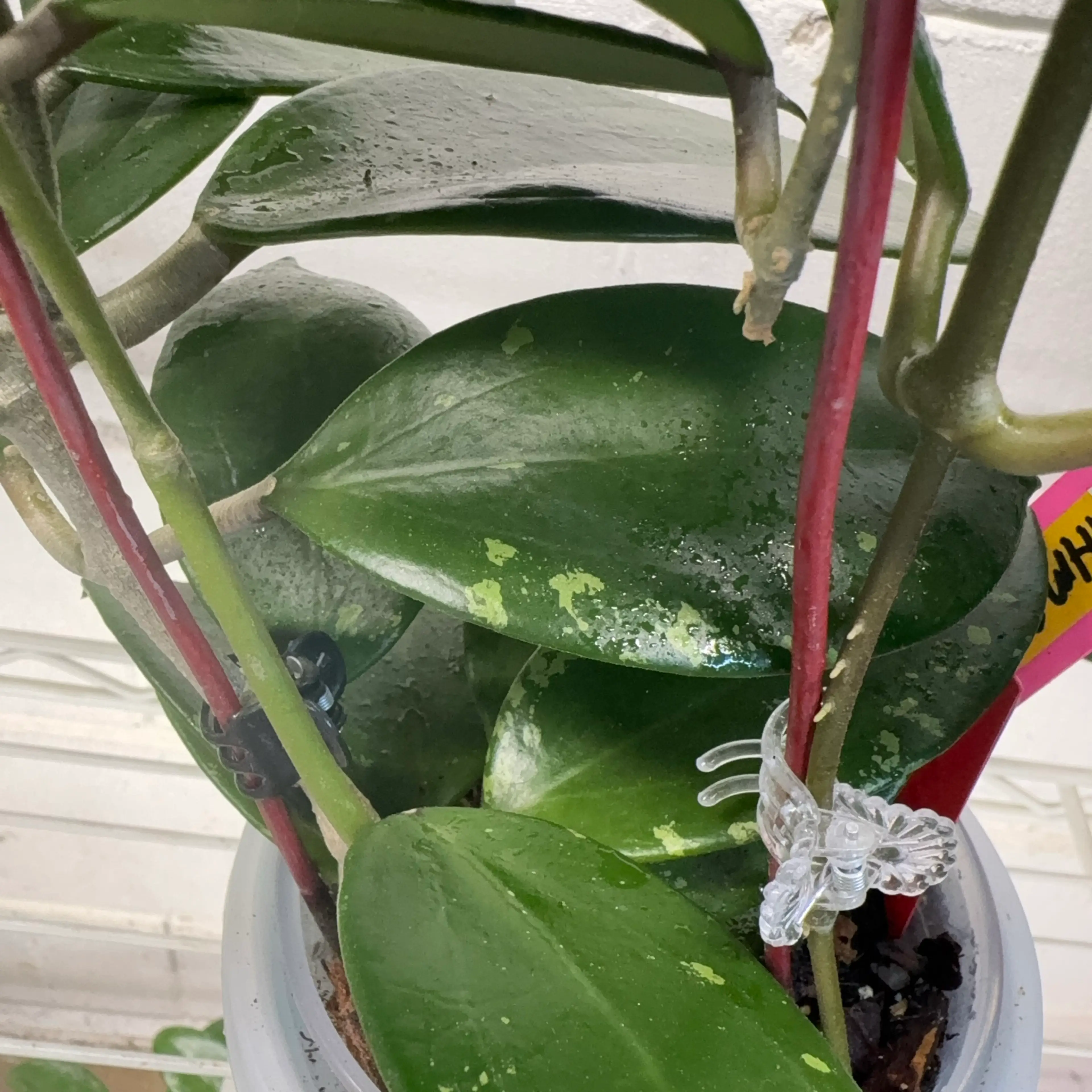 Image 2 of 2