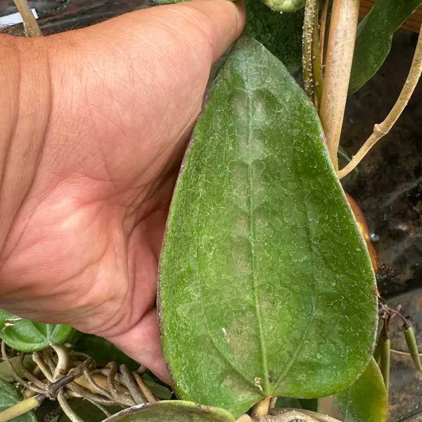 Hoya RHM-009 open pollinated seedpod
