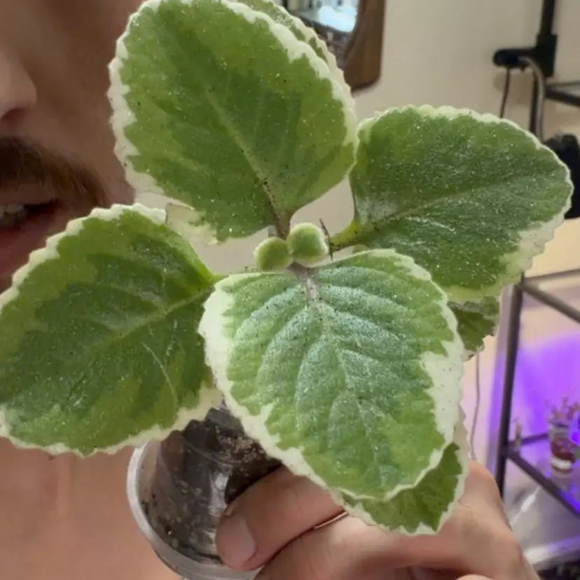 Variegated Cuban Oregano