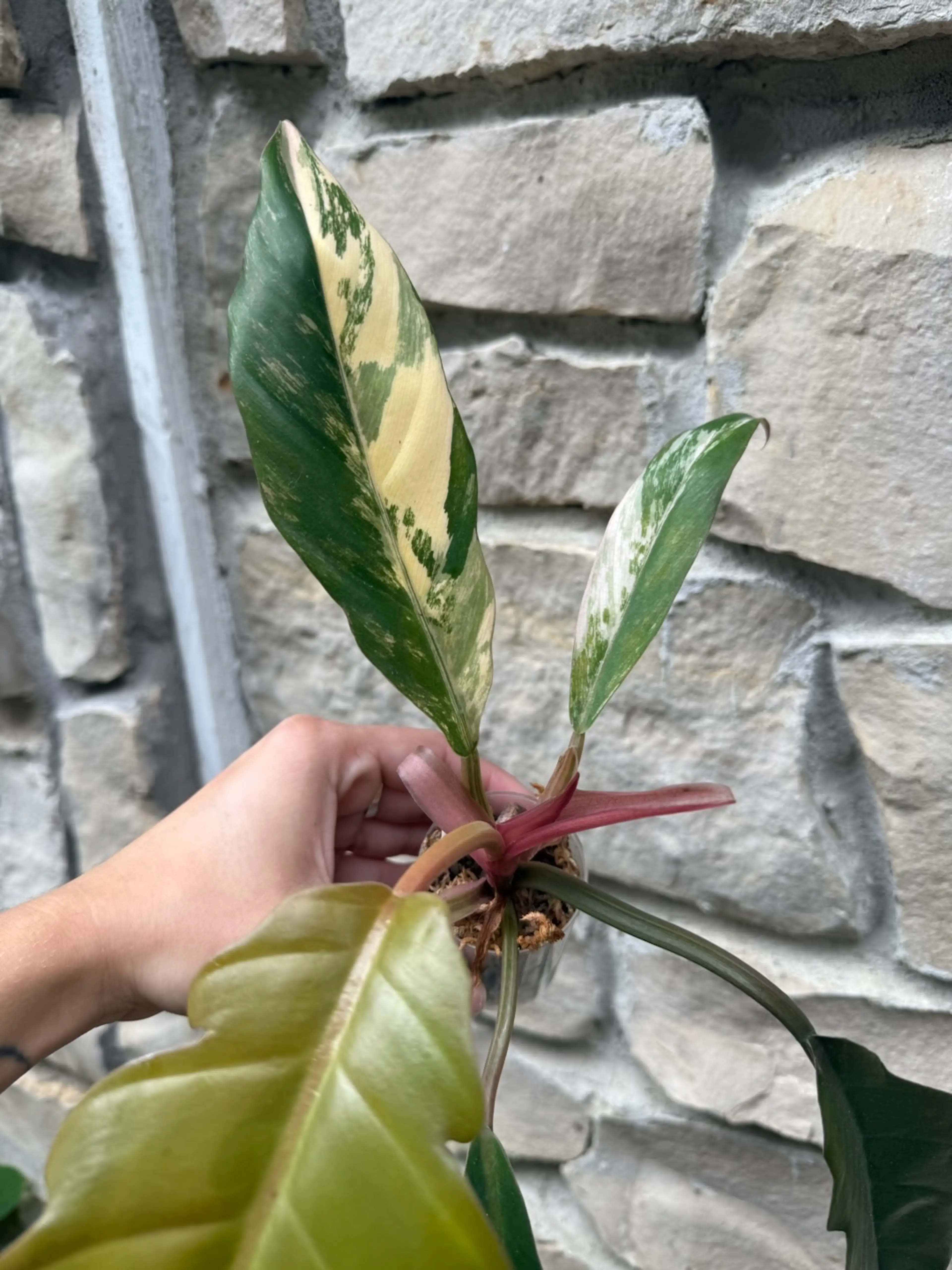 Image 1 of 3