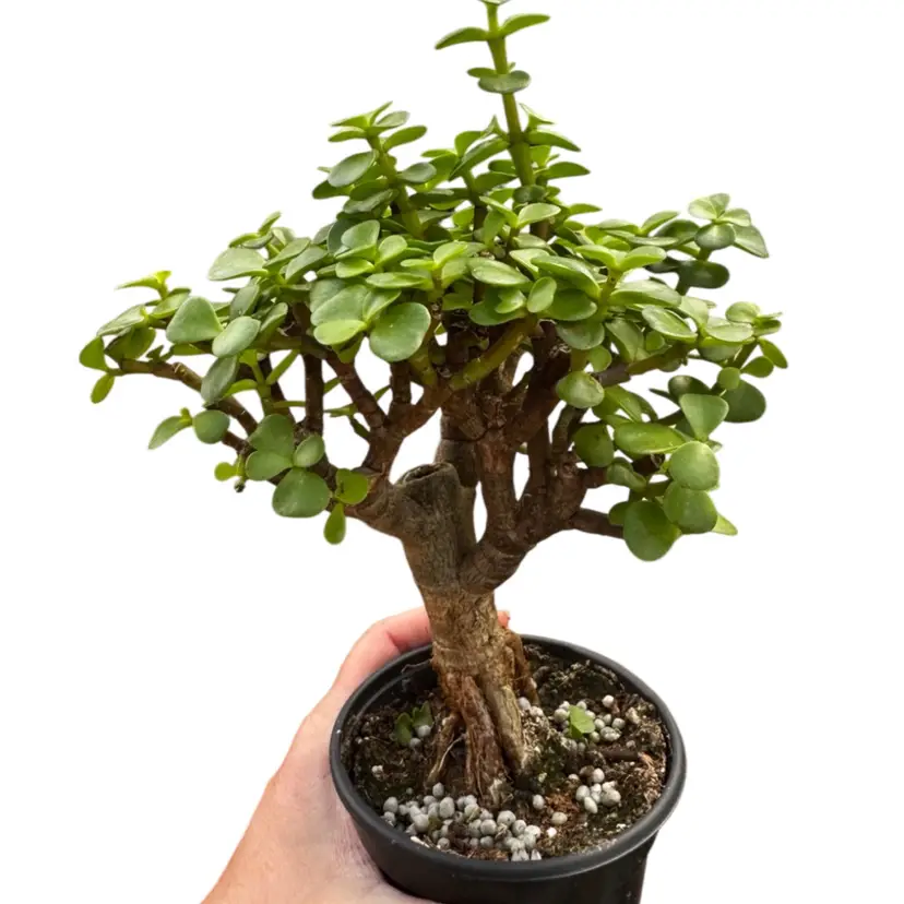 Portulaca - Mini Jade Bonsai