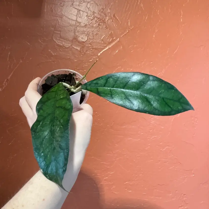 Hoya callistophylla ‘Black Cat’ (grower’s choice)
