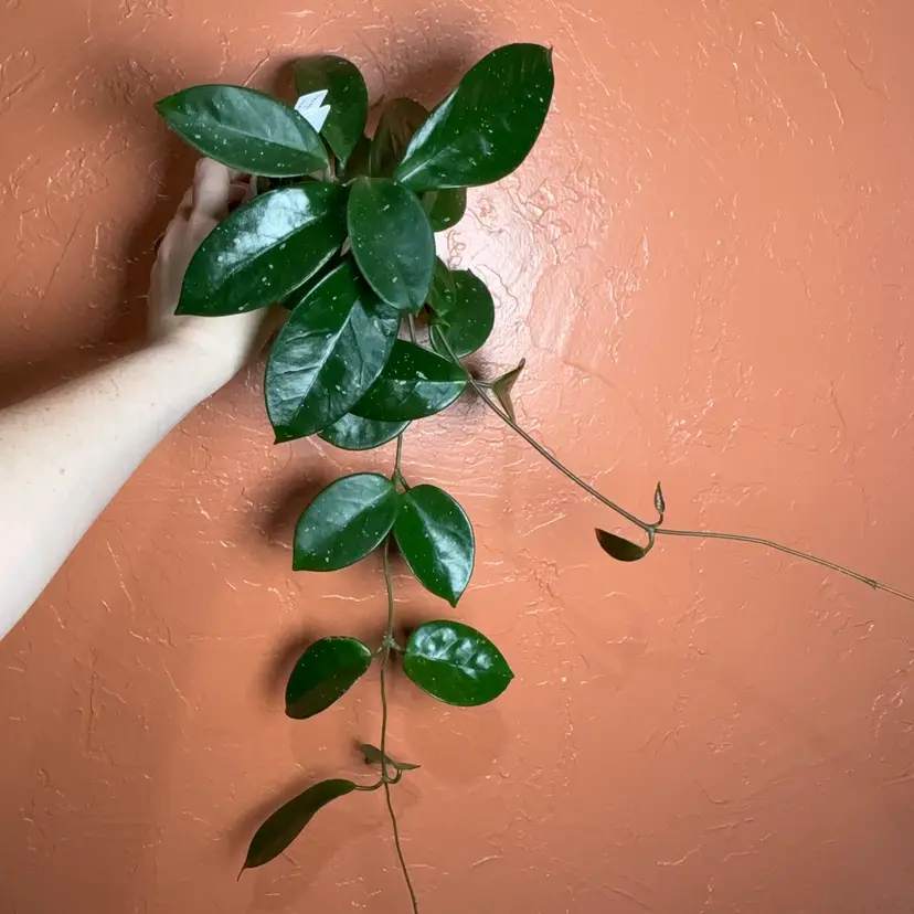 Hoya SMS ‘Leland Joseph’ x unk