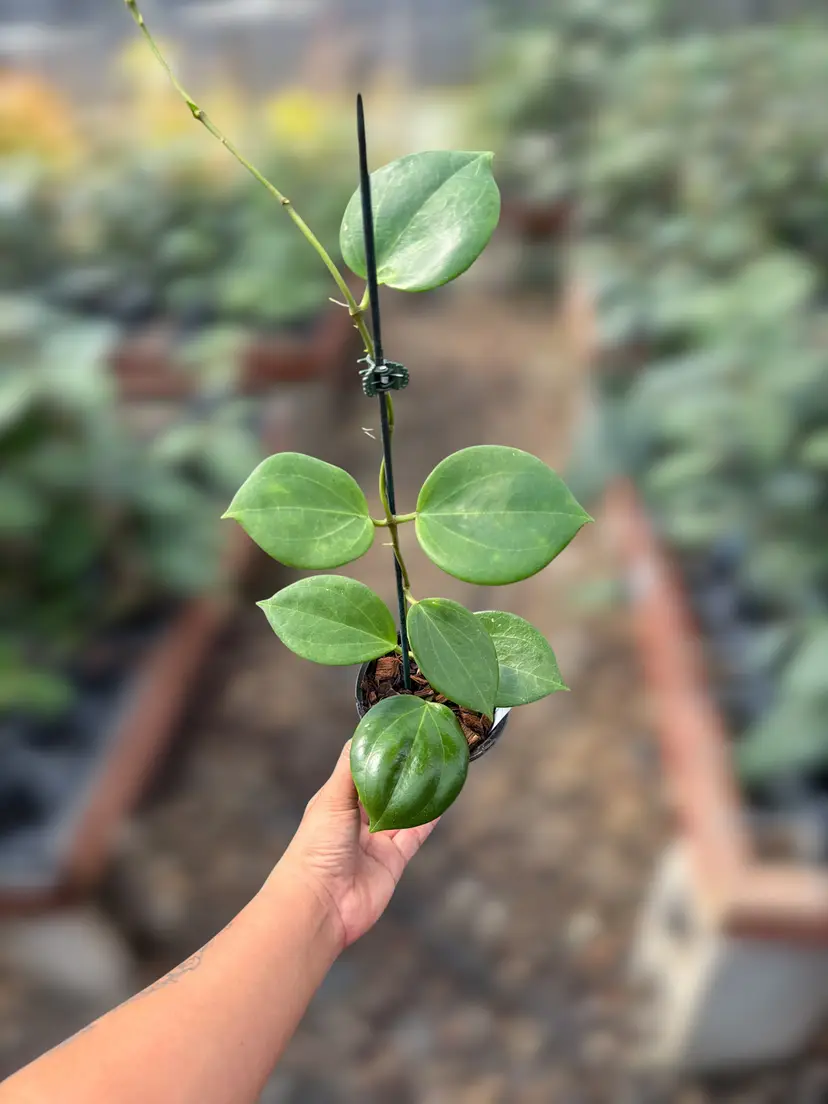 PSGC - Hoya ‘Florida Beauty’ (GN-04)