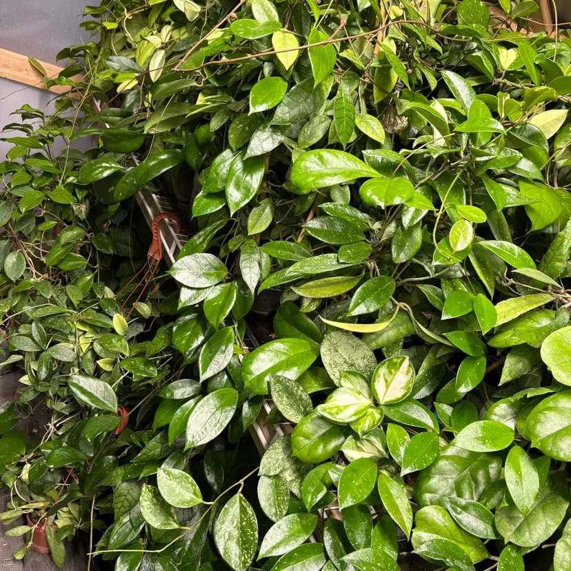 Greenhouse cuttings box givvy