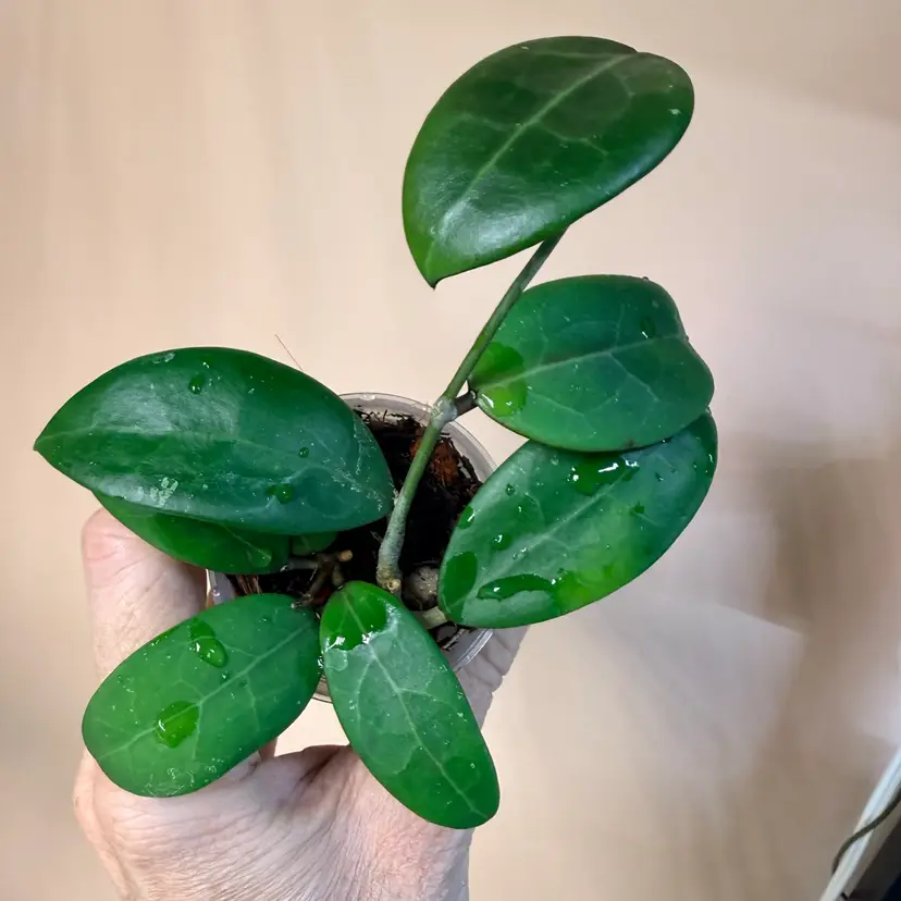 Hoya verticillata pink
